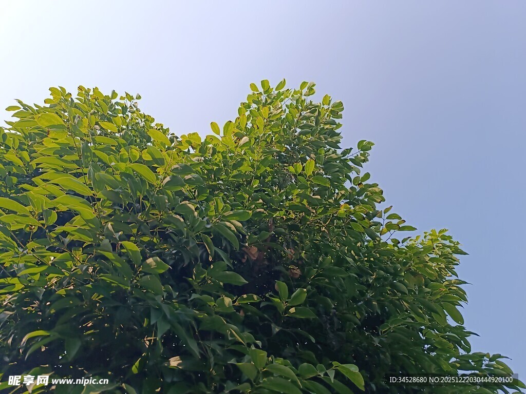 绿叶繁茂的树冠
