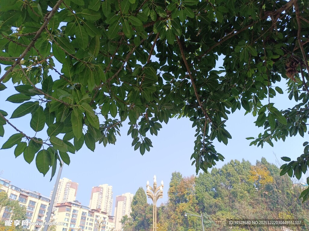 绿叶掩映下的城市建筑