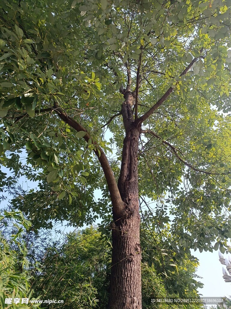 高大繁茂的挺拔树木