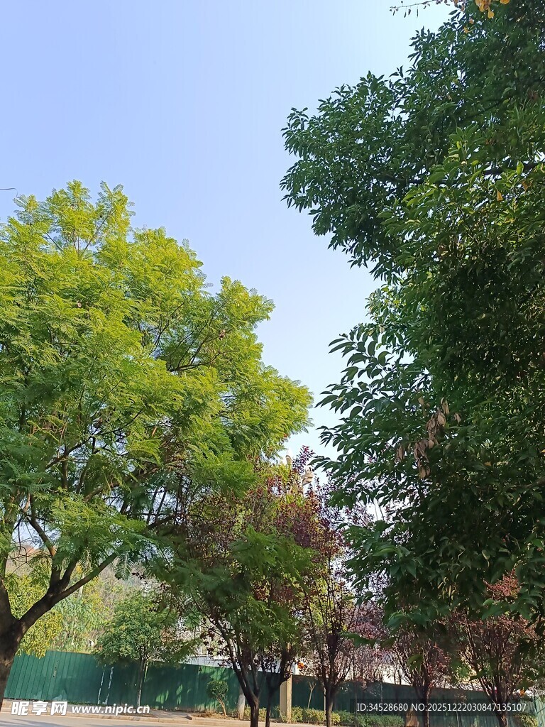 绿树成荫的户外景致