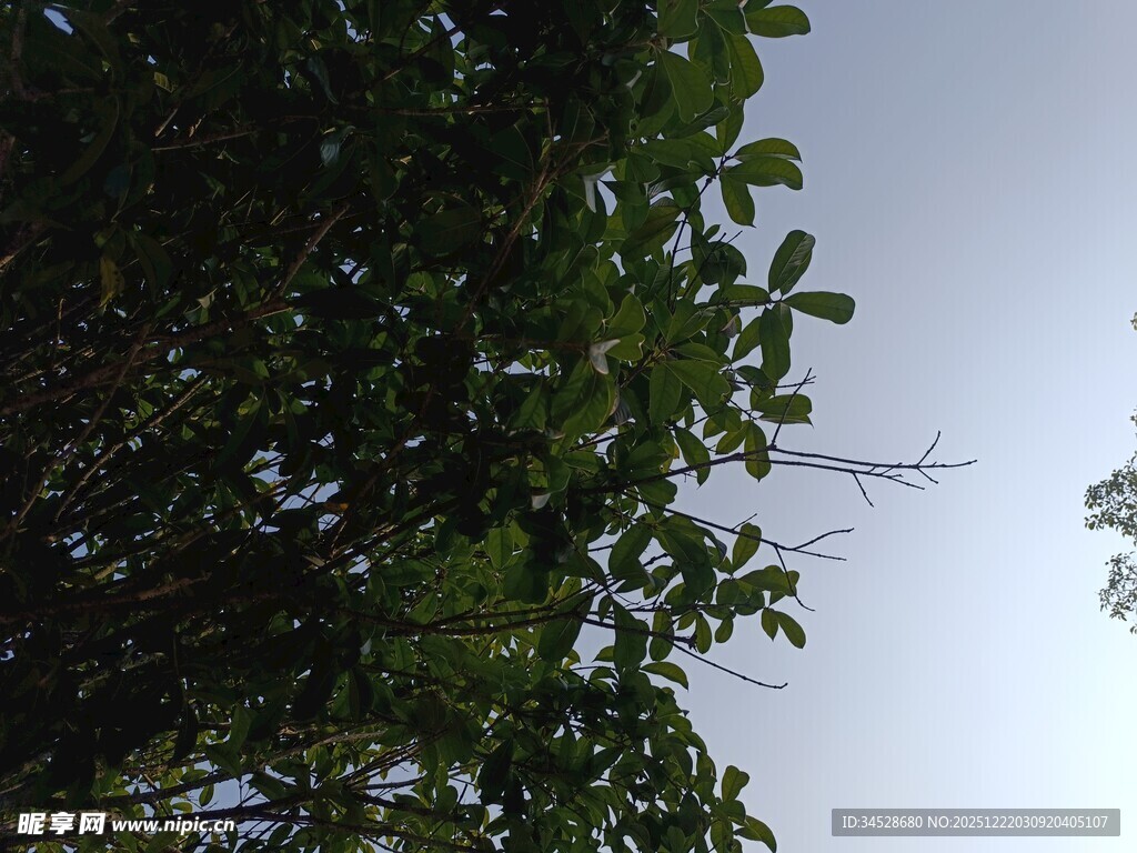 仰视枝叶繁茂的绿树