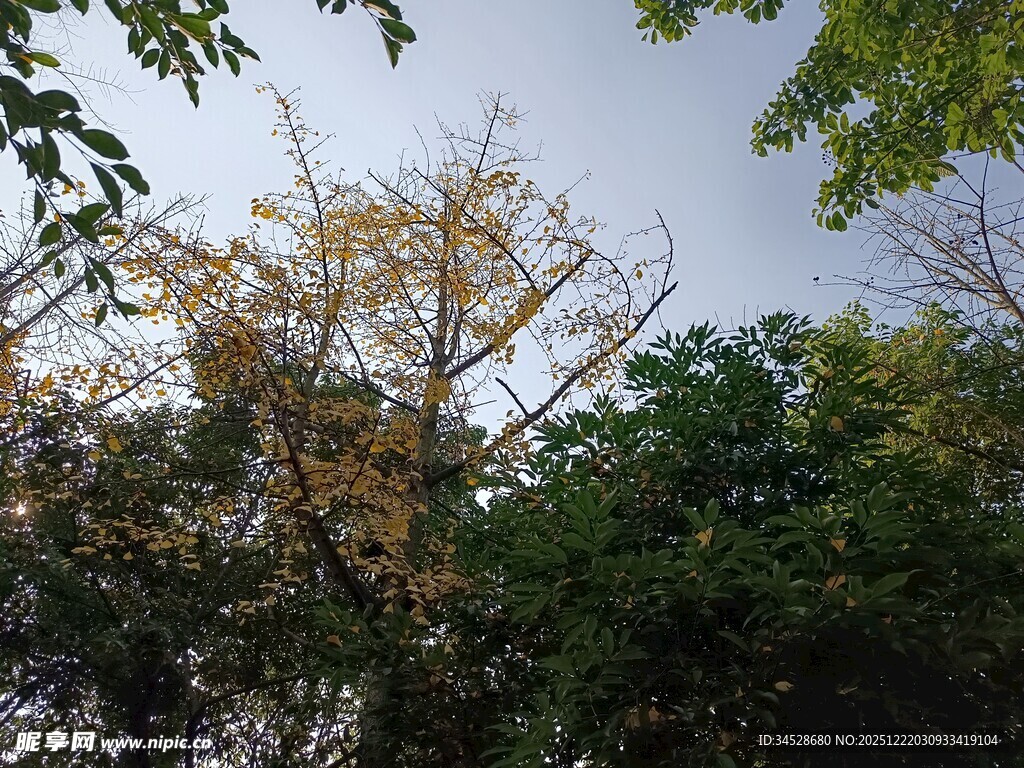 秋日树林中的多彩树冠