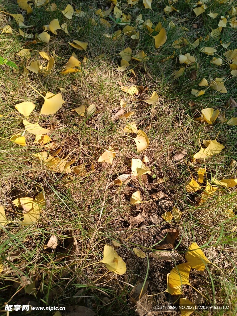 地上散落的银杏叶与草