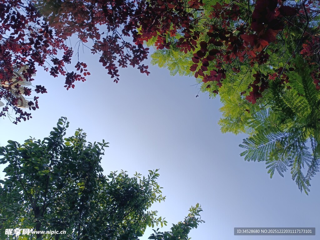 仰视多彩树冠