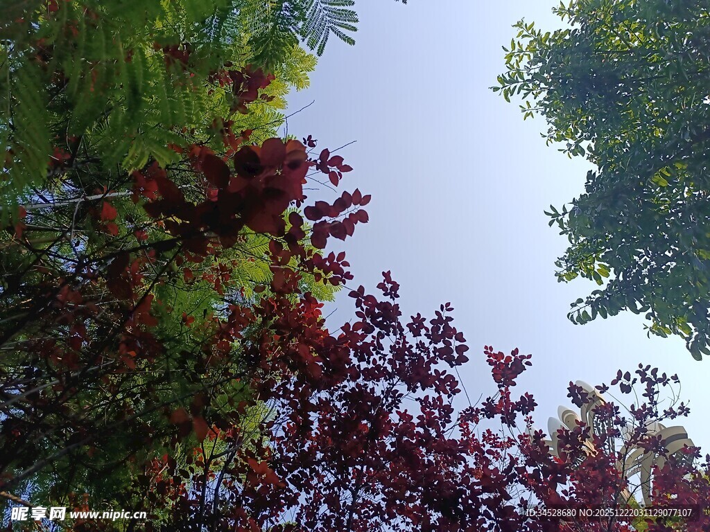 多彩树木映衬蓝天