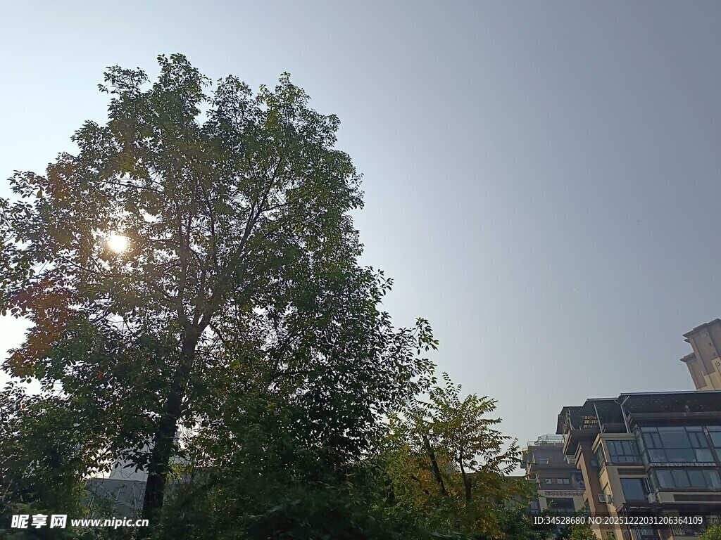 阳光下的绿树与建筑