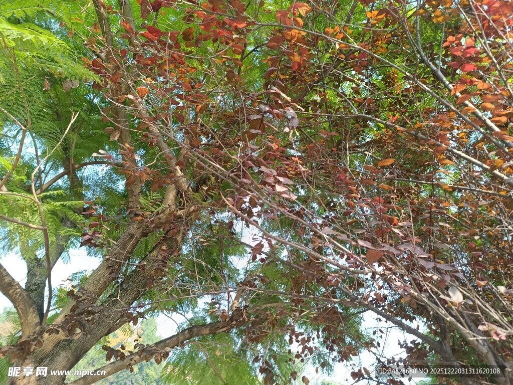 枝头红果绿叶相映成趣