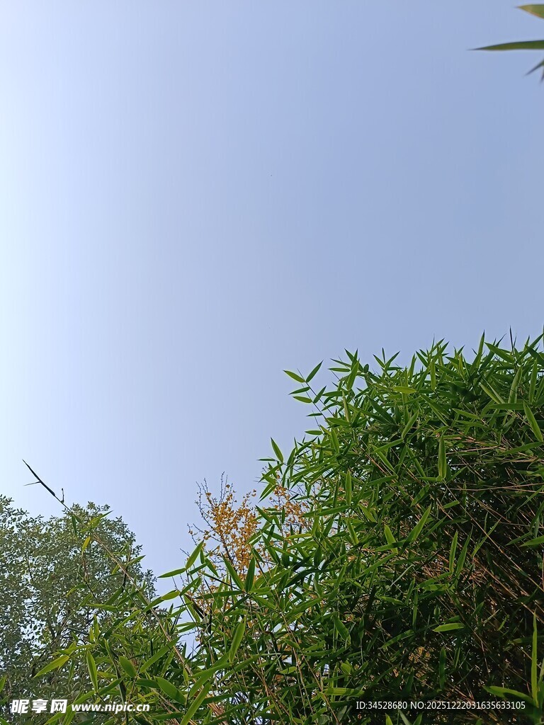 蓝天绿树风景图