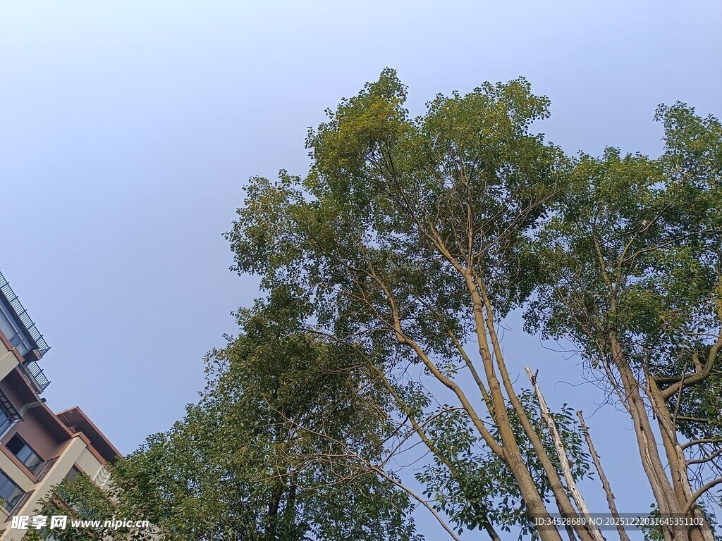 高耸树木与一旁建筑