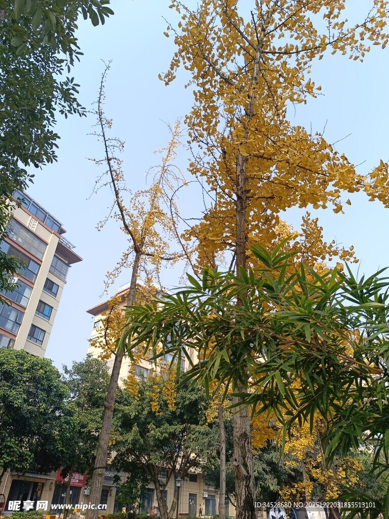 秋日街头的多彩树木景观