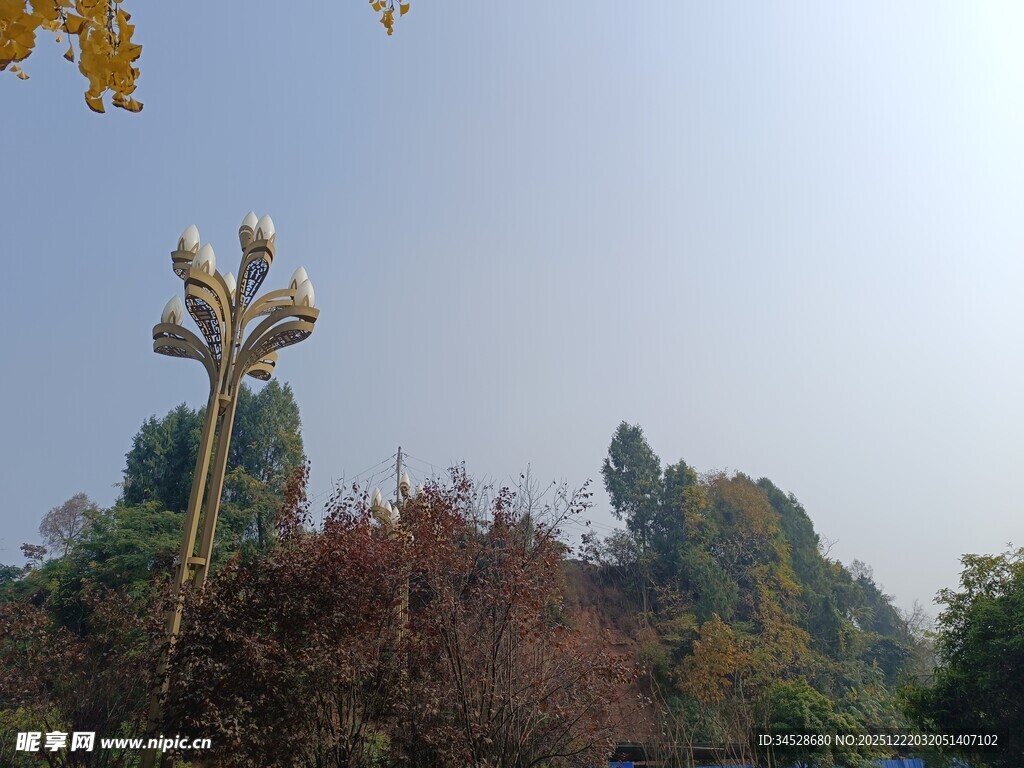 秋日山林中的奇特植物