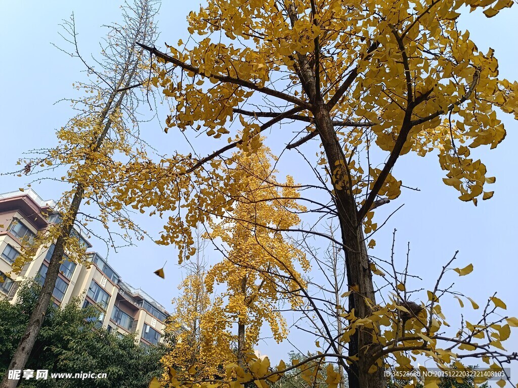 秋日金黄银杏树美景