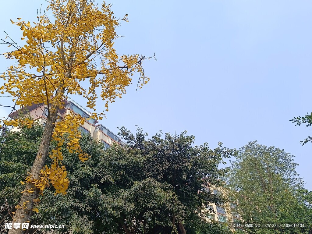 金黄银杏立于葱郁林间