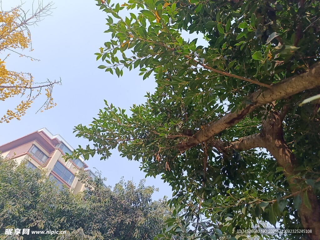 绿树掩映下的建筑一角