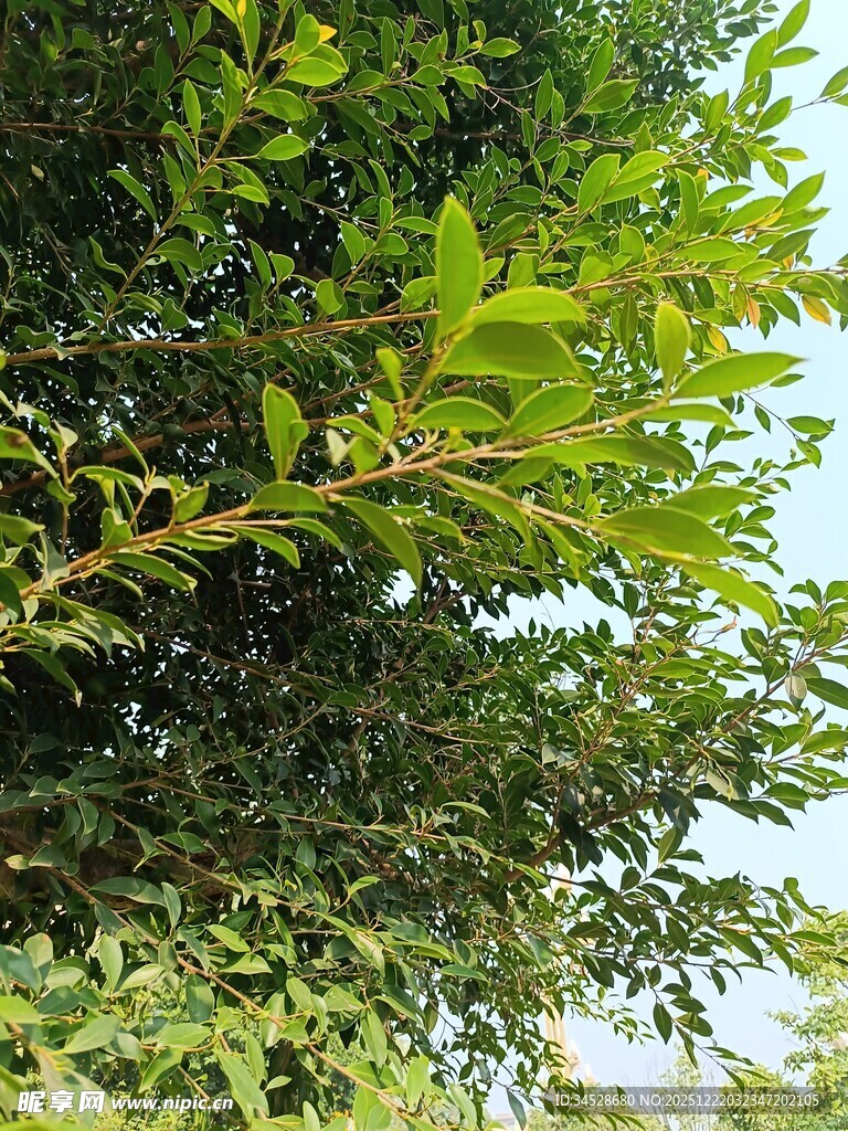 翠绿枝叶沐浴明媚阳光