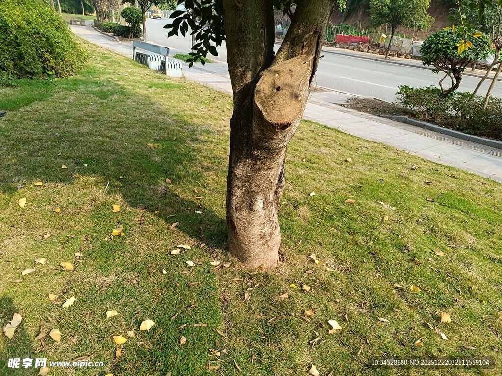 树干上的奇特树洞