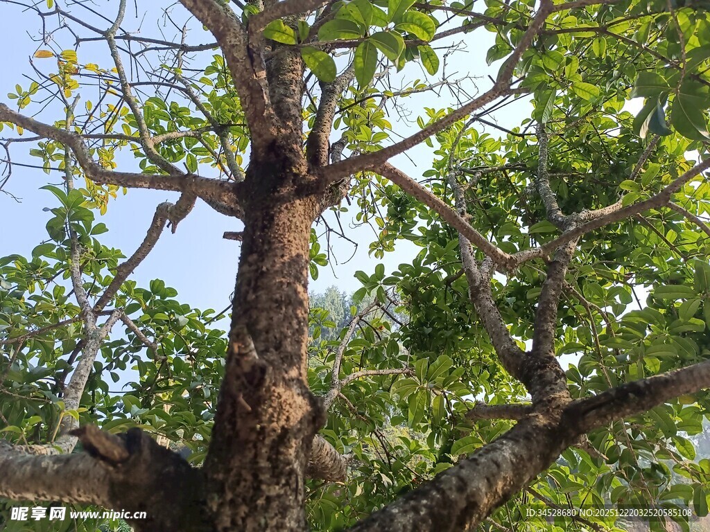 繁茂大树展现蓬勃生机