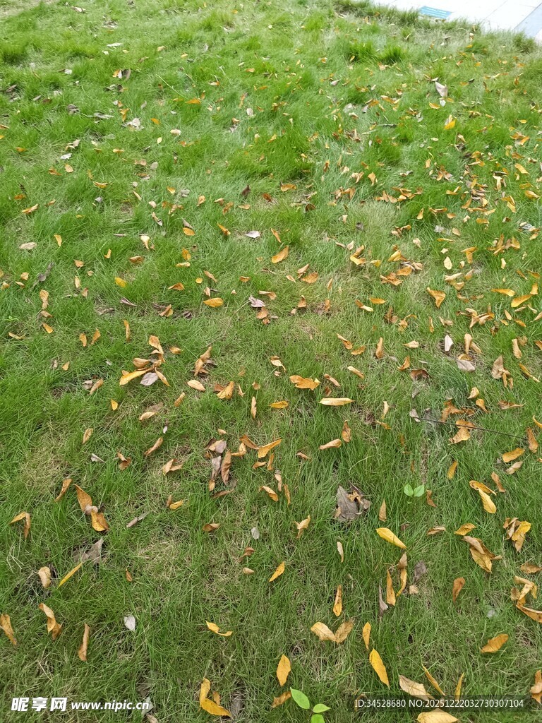 草地上的缤纷落叶