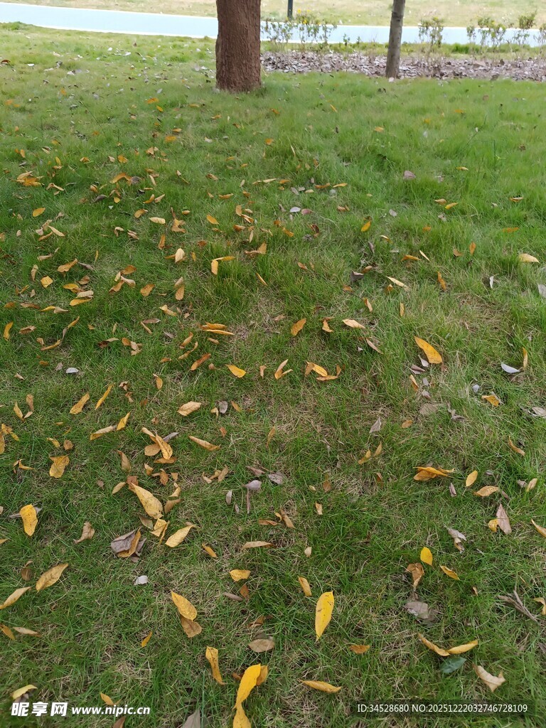 草地落叶景象