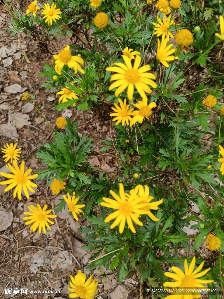 黄色小雏菊绽放于石间