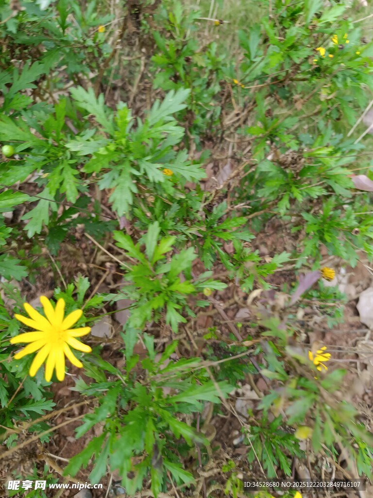草丛中的黄色小花