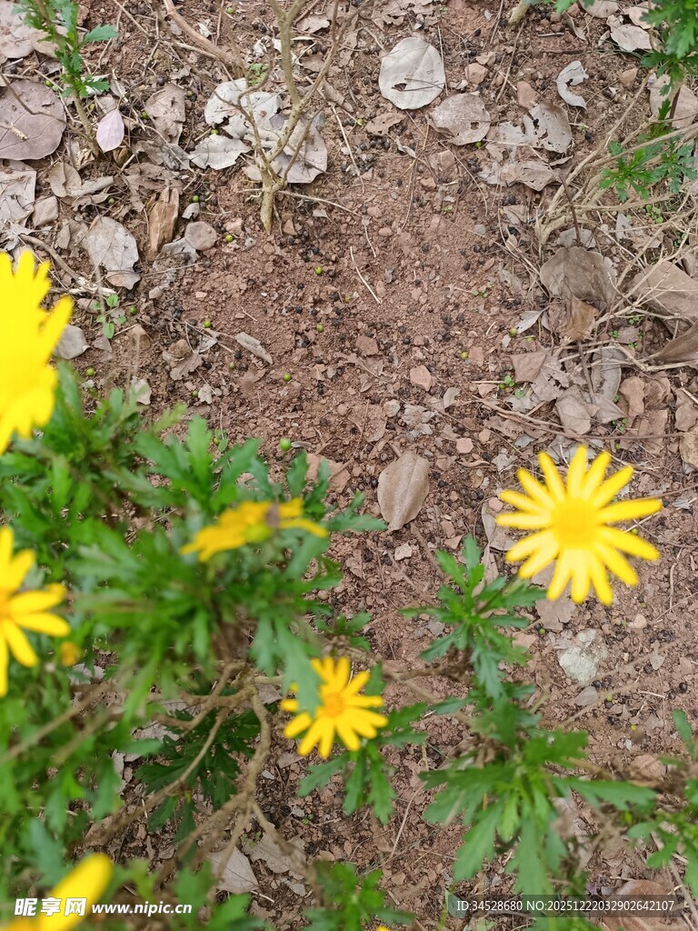 泥土中绽放的黄色小花