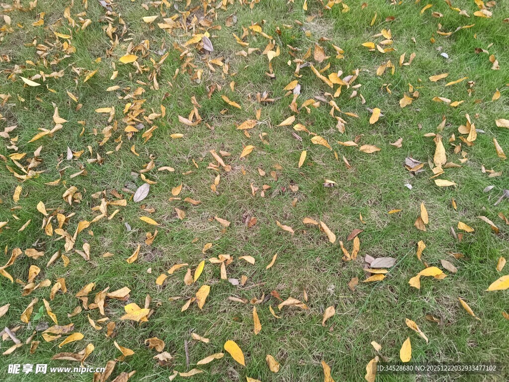草地上的缤纷落叶