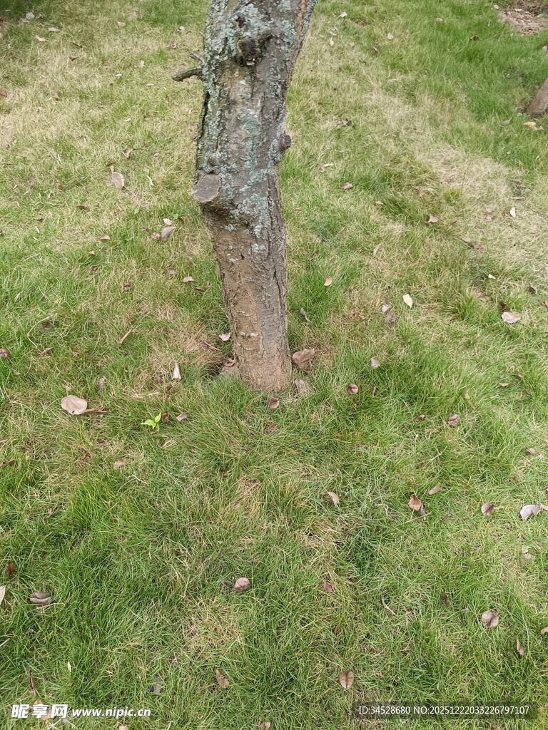 树干旁的绿色草地