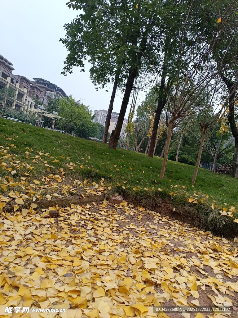 秋日落叶铺满草地美景