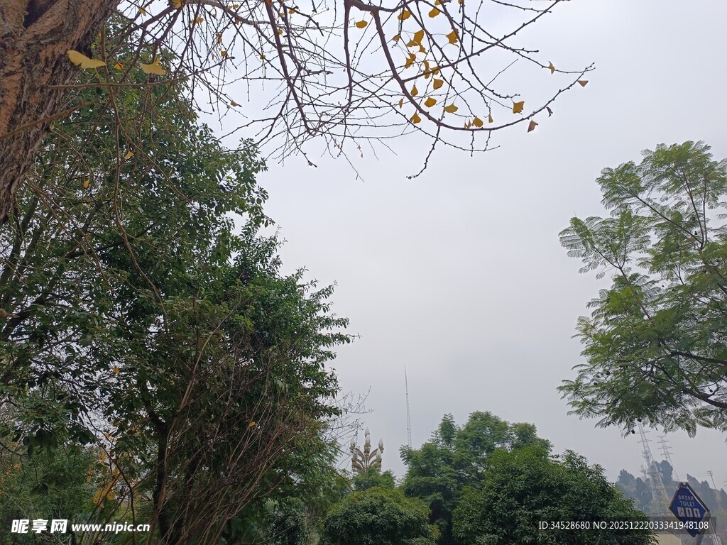 山林间的树木与朦胧天空