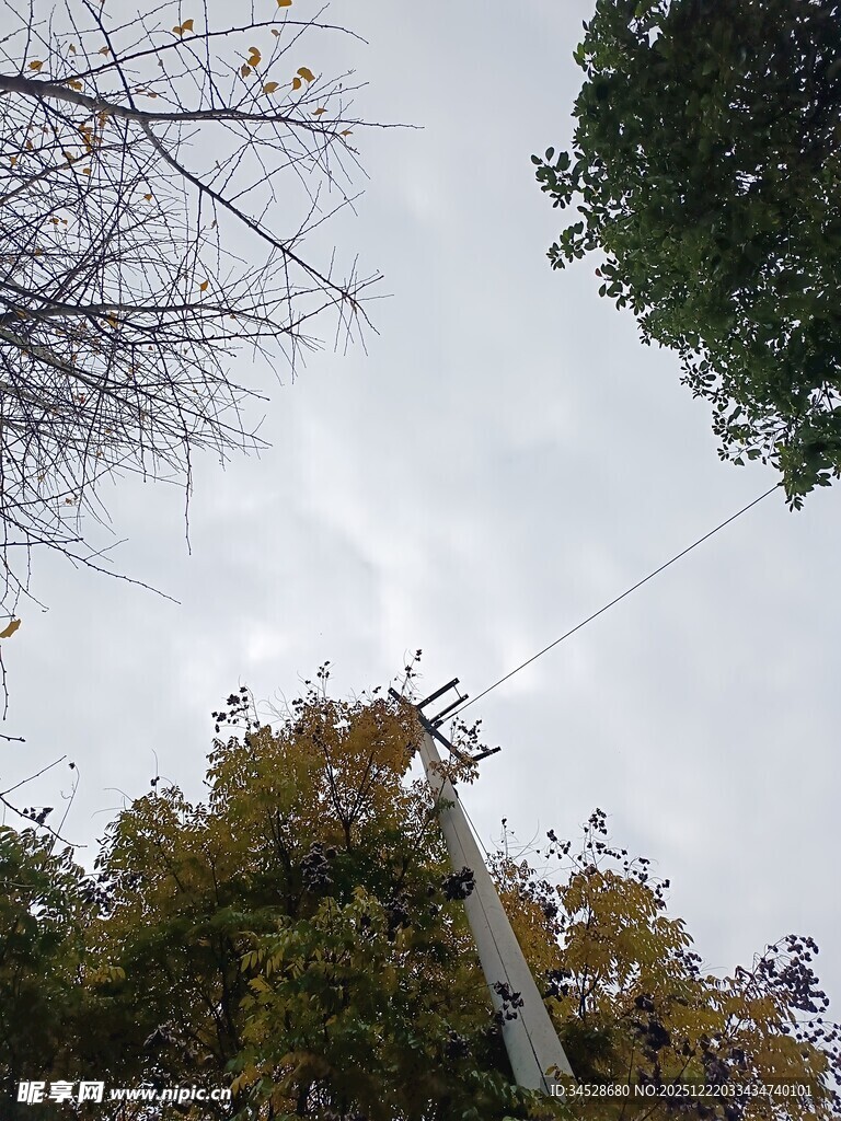 仰视视角下的树木与电线杆