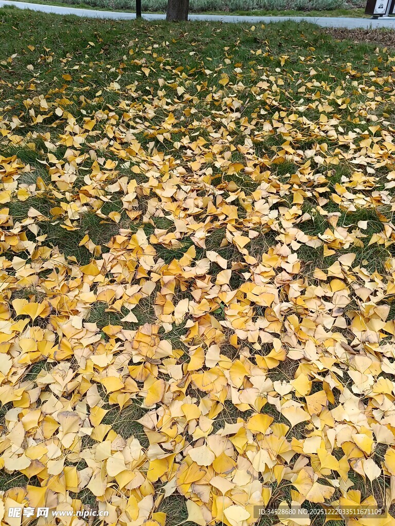 金黄落叶铺满地面的美景