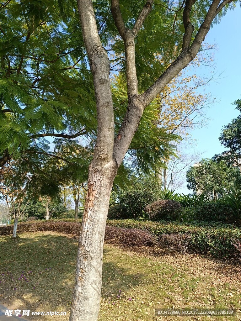 户外公园的树木景观