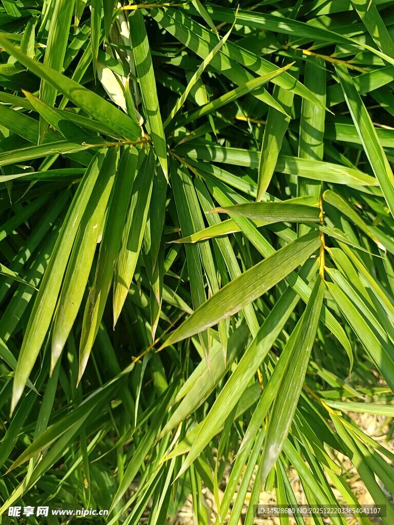 翠绿竹叶特写