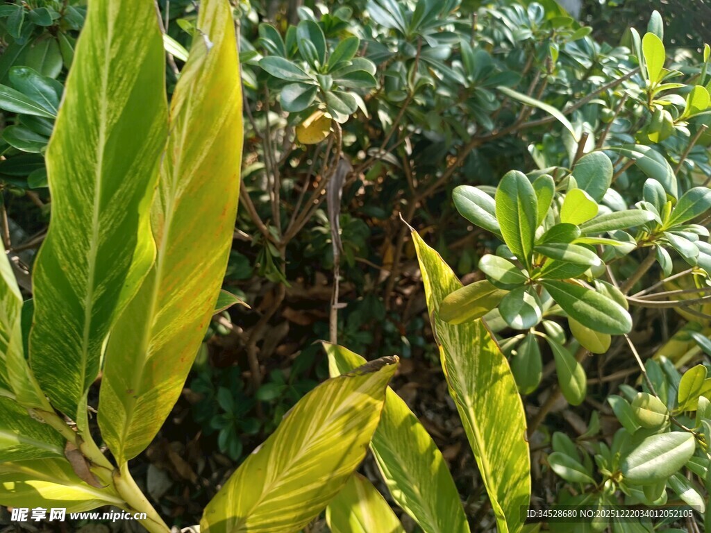 黄绿相间的植物叶片