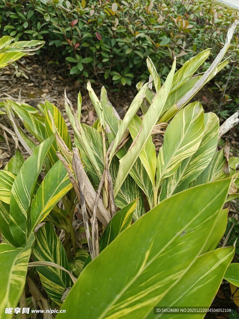 多彩叶片植物特写