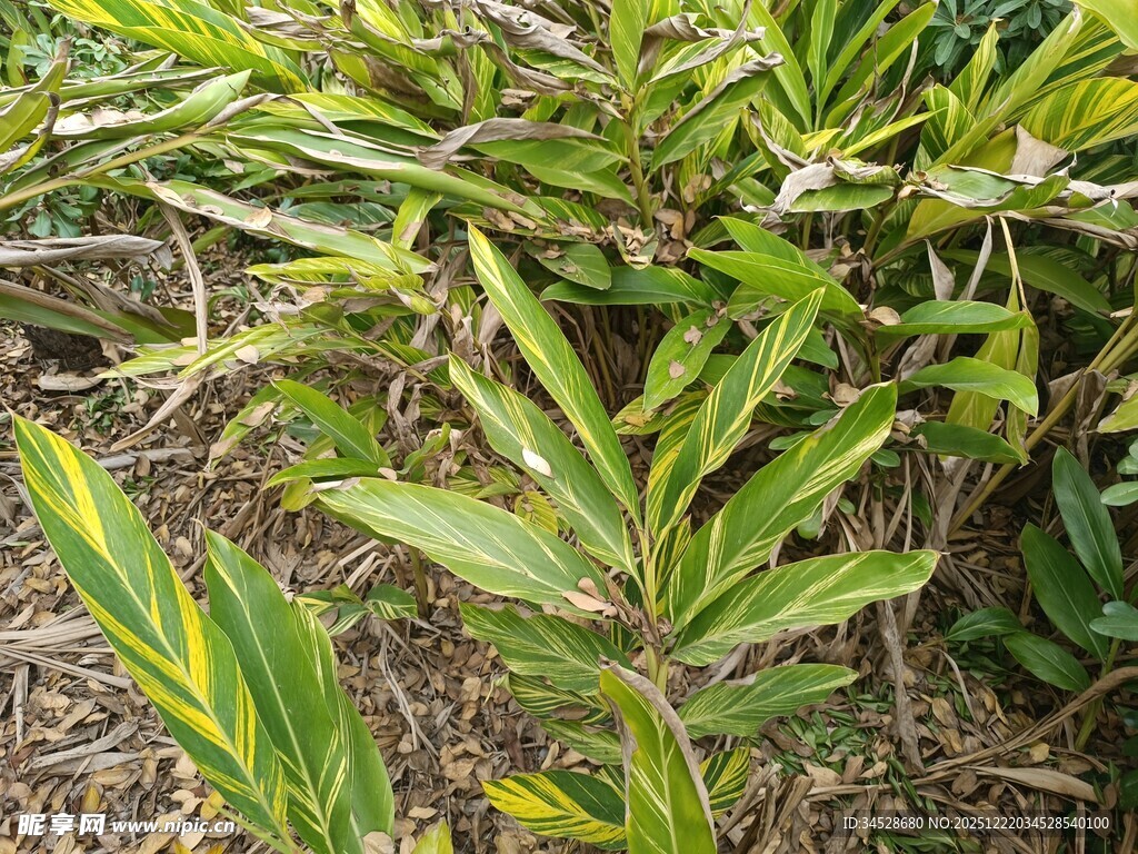 翠绿叶片植物特写