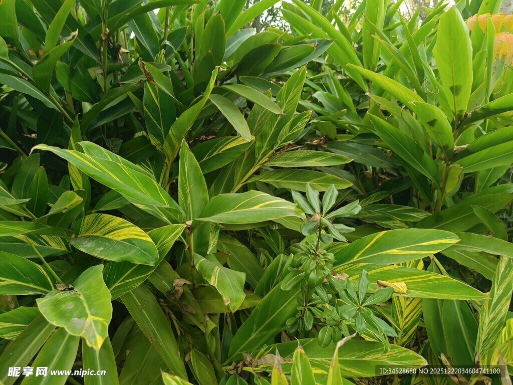 翠绿繁茂的热带植物景观