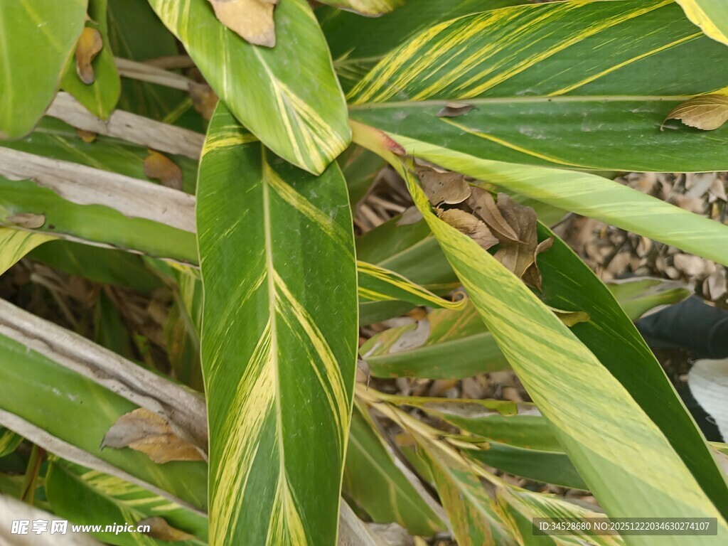 黄绿相间的斑斓叶片