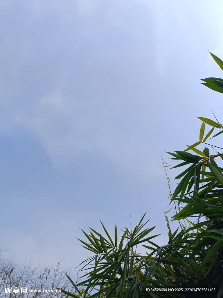 蓝天之下的翠绿植物