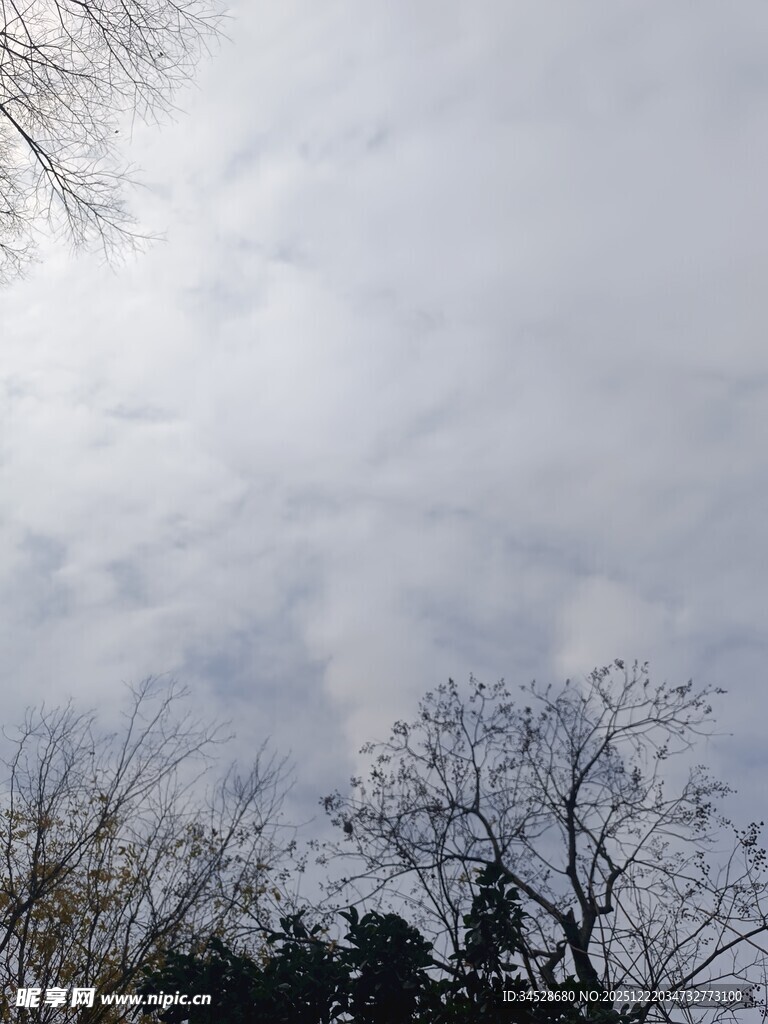 阴天树林上空的灰白天空