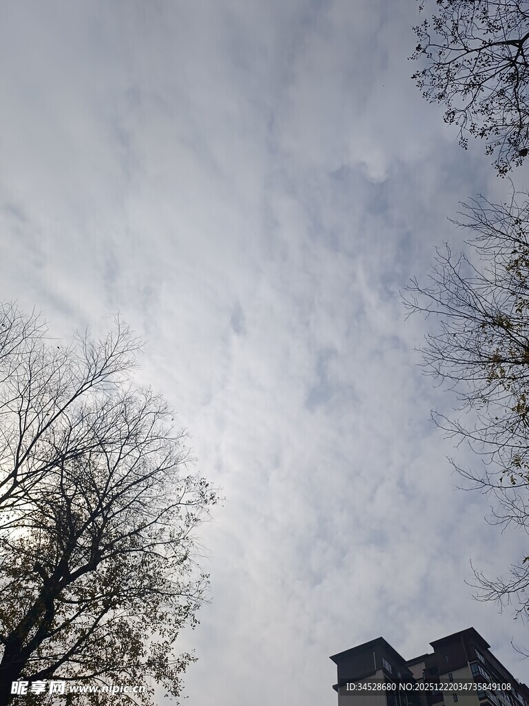 冬日树梢与天空景象