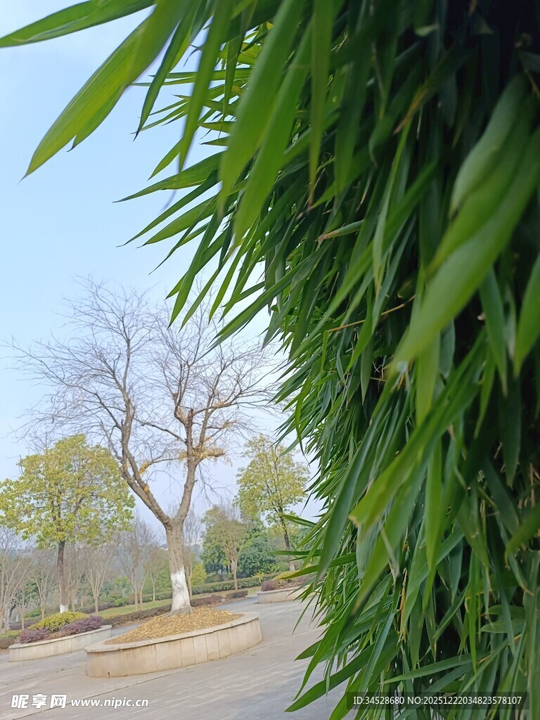 路边翠竹与光秃树木