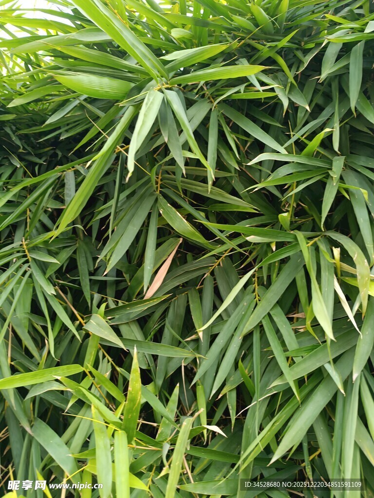 翠绿竹叶特写摄影图__自然风景_自然景观_摄影图库_昵图网