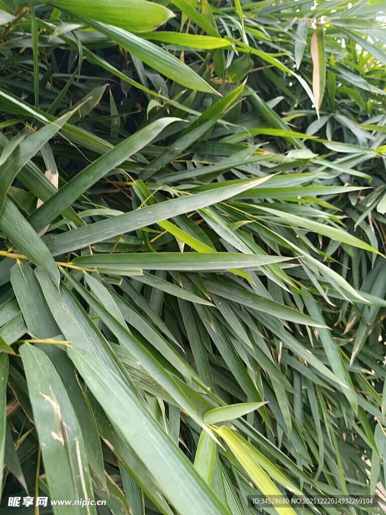 翠绿狭长叶片的植物特写