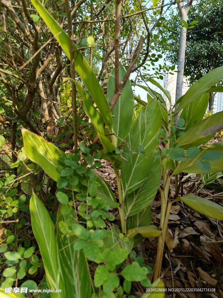 绿叶繁茂的植物景观