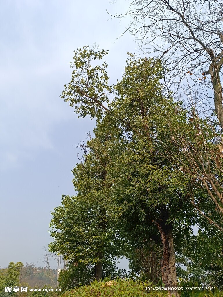 高大繁茂的绿树