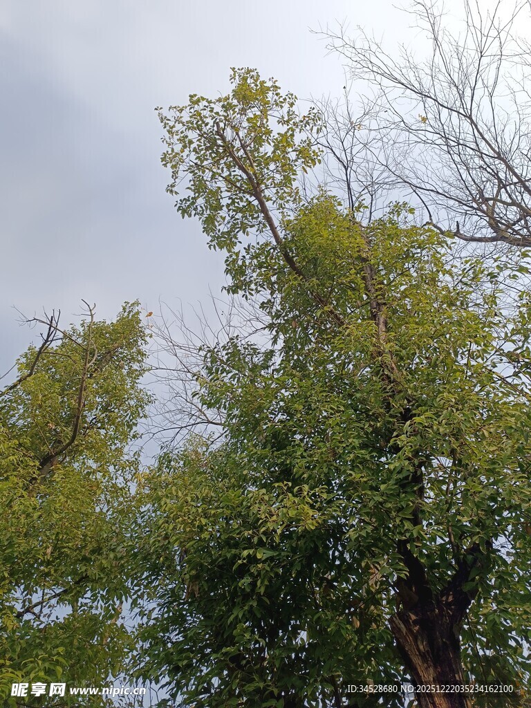 天空下的葱郁树木