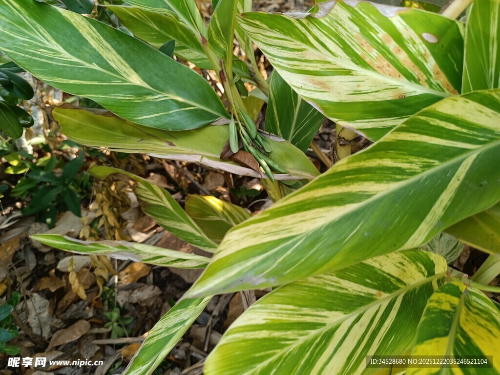 斑斓条纹叶片的植物