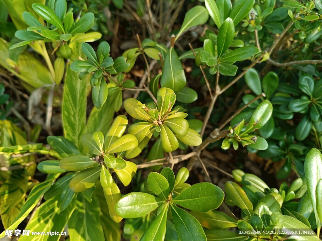 翠绿繁茂的丛生植物